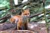 Fox Kits Playing
