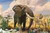 Wonders of Wildlife Wildlife Gallery Elephant