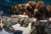 Wonders of Wildlife National Museum & Aquarium in Springfield, Missouri.