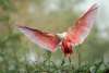 Roseate Spoonbill