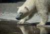Point Defiance Zoo & Aquarium Polar Bears