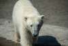Point Defiance Zoo & Aquarium Polar Bears