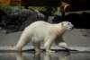Point Defiance Zoo & Aquarium Polar Bears
