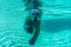 Point Defiance Zoo & Aquarium Polar Bears
