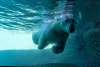 Point Defiance Zoo & Aquarium Polar Bears