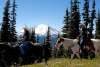Horseback Riding near Mount Rainier