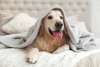 PetFriendly.jpg