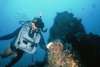 Scuba diver by reef