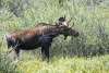 a side view of a bull moose in shrubs