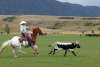 A cowboy after a steer during the Don King Days in Sheridan, a top event in the fall.