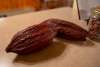 Cocoa Beans at Meeteetse Chocolatier
