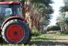 Bard Valley Date Producers Date Grove in Yuma, Arizona