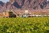 Harvesting Green Leaf Lettuce in Yuma, Arizona