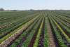 Mixed Greens Field in Yuma, Arizona