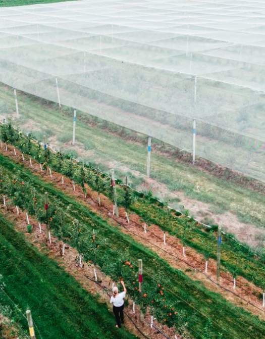 Berrylicious Fruit Farm: A Slice of Netted Paradise