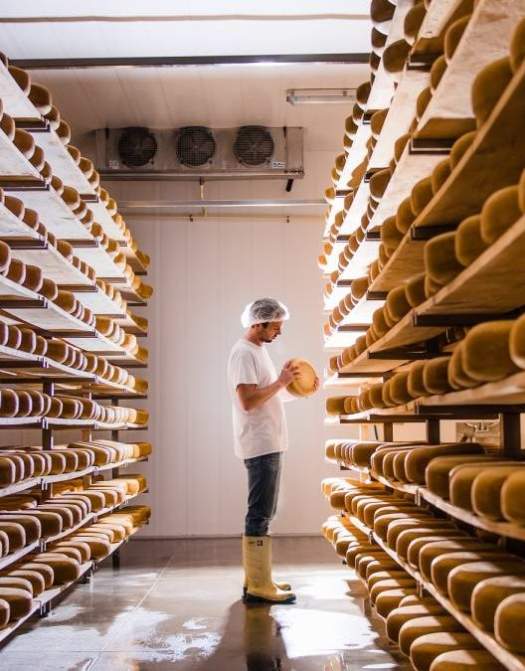 Discover Award-Winning Cheese at Gunn's Hill Artisan Cheese