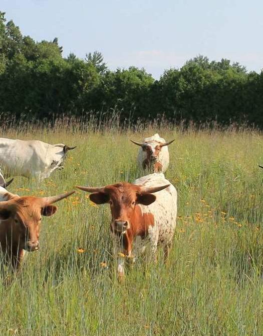 Y U Ranch: Where Sustainability Meets Agriculture