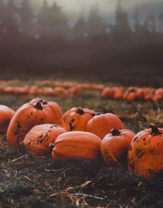 Pick-Your-Own Pumpkins