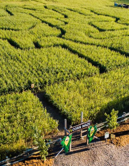 Snyder's Family Farm