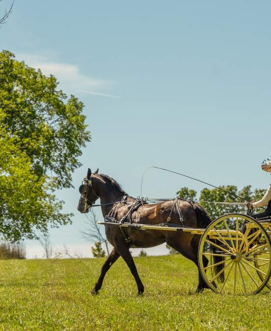 Wade House Carriage Driving Days