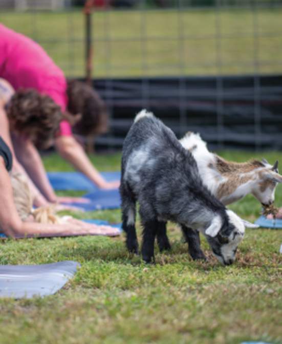 Goat Yoga at Wade House