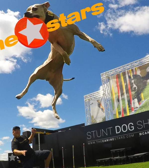 THE CANINE STARS