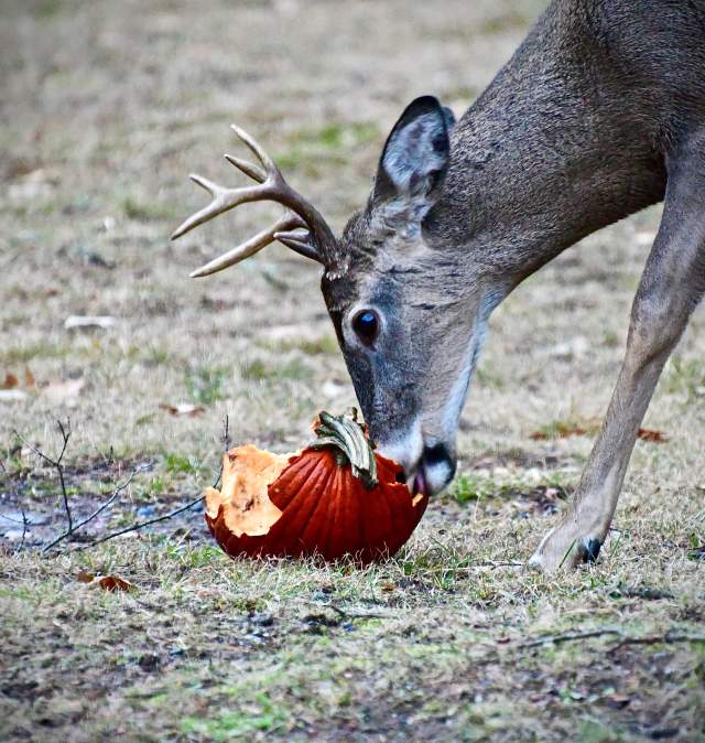 Deer eating pumpkin