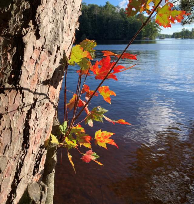 Autumn leaves by the water