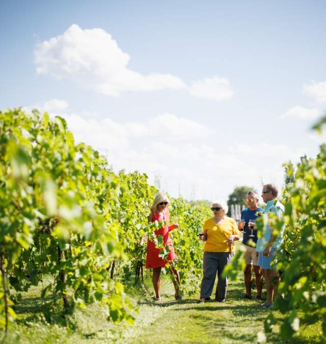 Group walking through Ledgestone Vinyards