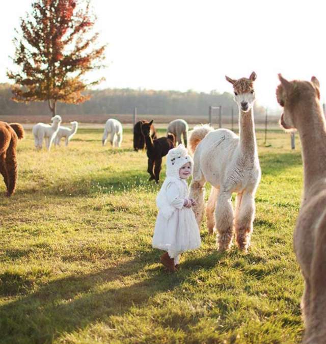 Sabamba Alpaca with kid