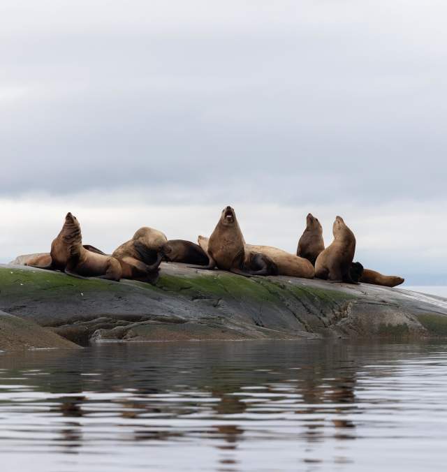 Guided Wildlife Viewing Tours on the Sunshine Coast