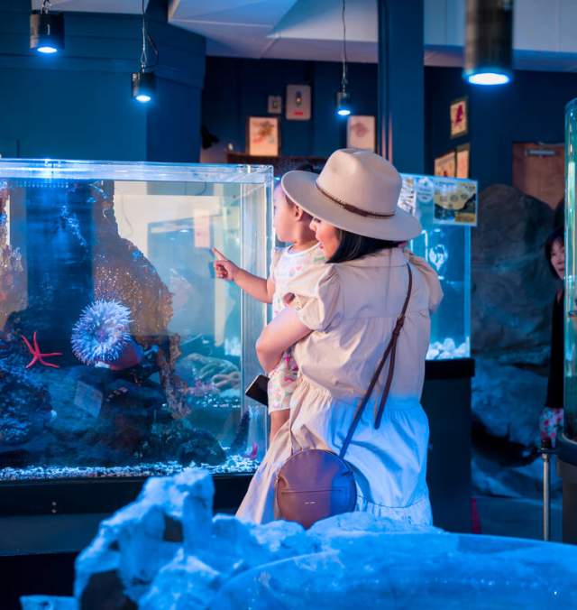 Plan a Family Getaway on the Sunshine Coast
