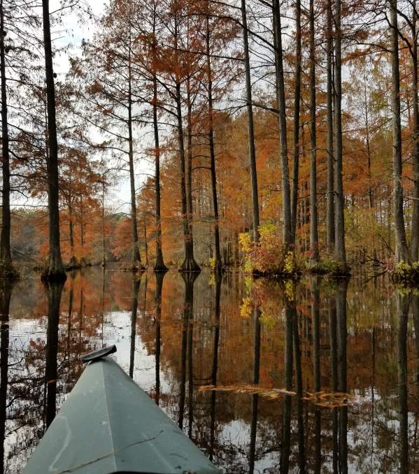 Fall Foliage: A Delaware Leaf Peeping Guide