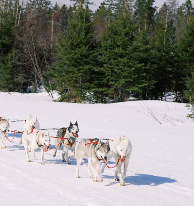 Wolfsong Adventures in Mushing