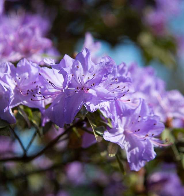 Rhododendrons in Full Bloom at Hendricks Park