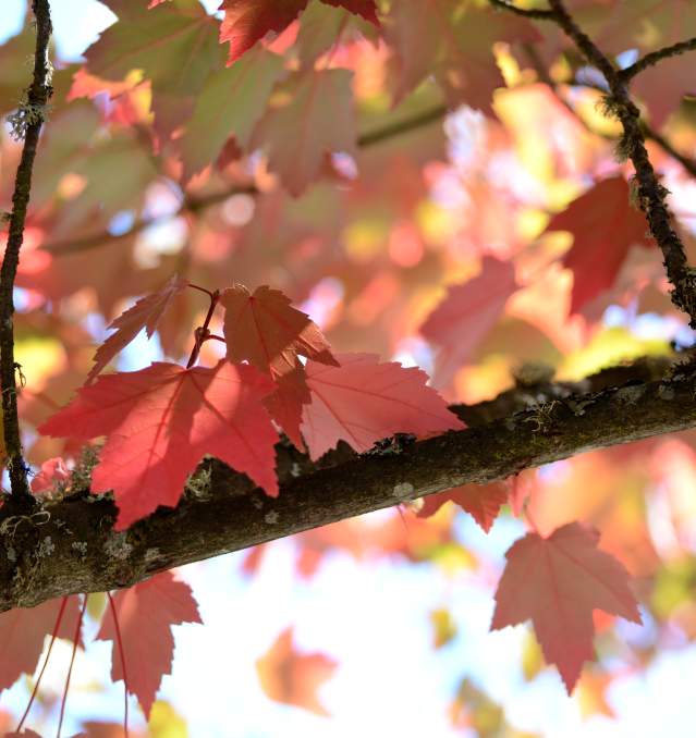 The Perfect Fall Getaway in Cottage Grove