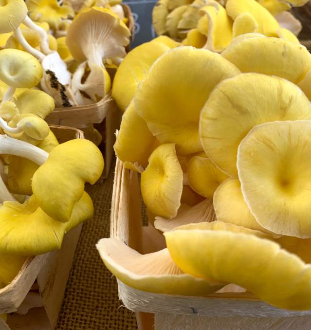 Oregon Mushroom Foraging