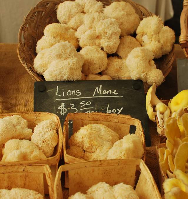 Guide to Eugene's Tasty Mushroom Scene