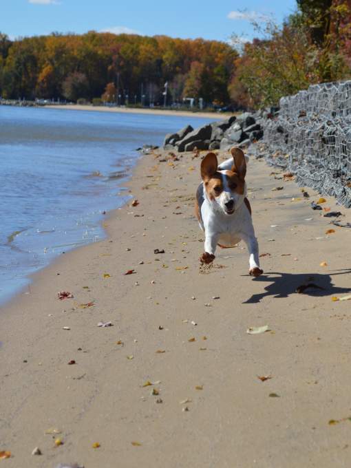 dog leaping on the sand at Leesylvania state park
