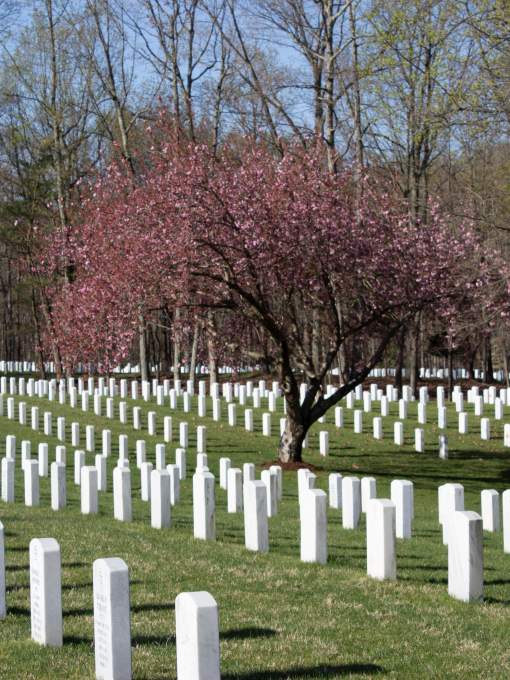 A cemetery with white headstones in lines with trees in the background