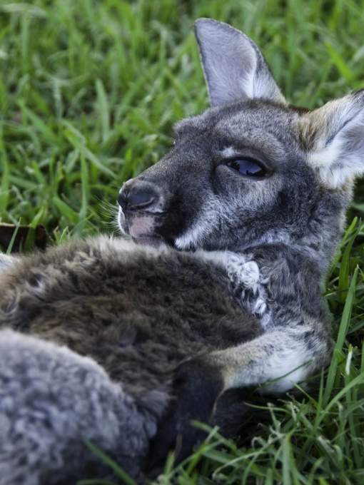 A baby kangaroo, or joey, soaking up sunshine at Global Wildlife Center