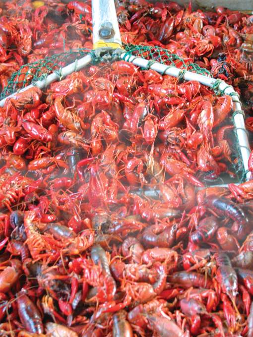 Crawfish in net