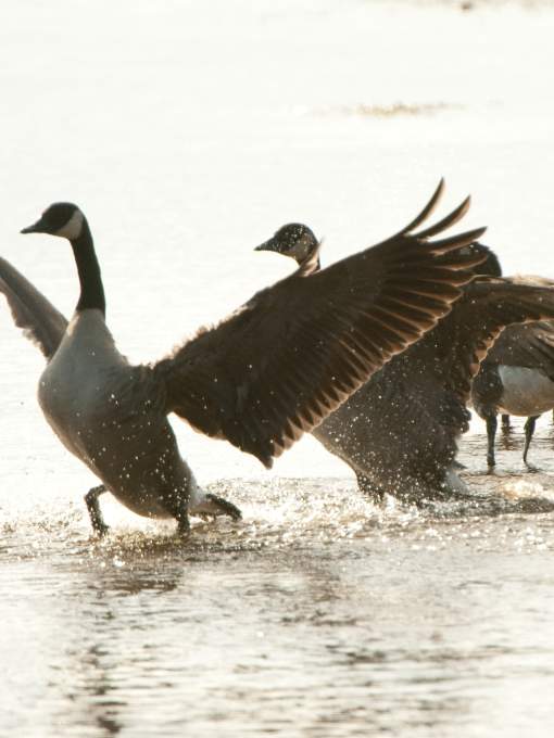 Occoquan Bay National Wildlife Refuge