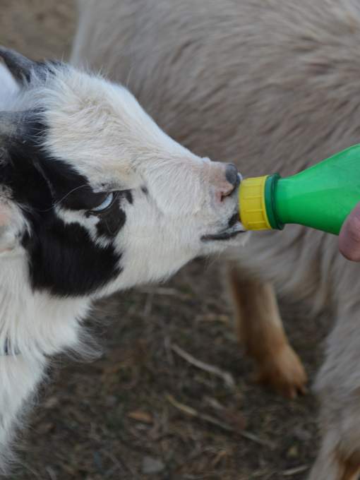 Little Goat Farm at the Lake