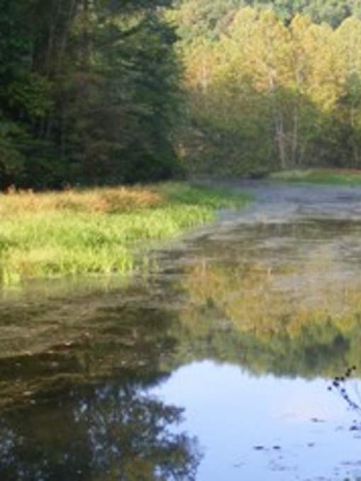 Chopawamsic Backcountry Camp Sites