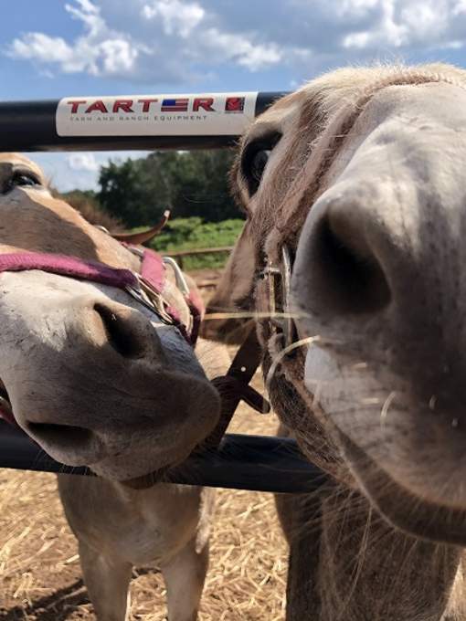 Hope & Serenity Farm Sanctuary
