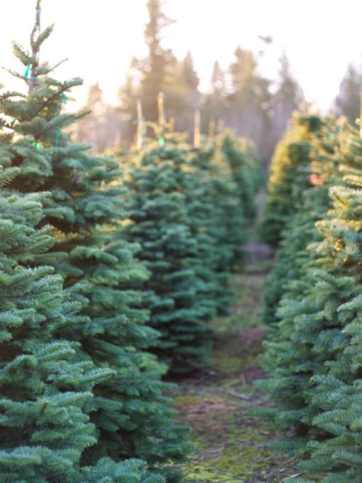 Evergreen Acres