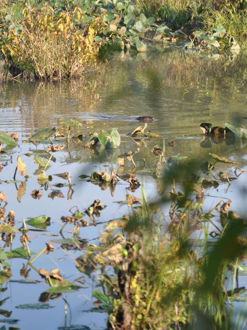 Julie J. Metz Wetland Bank