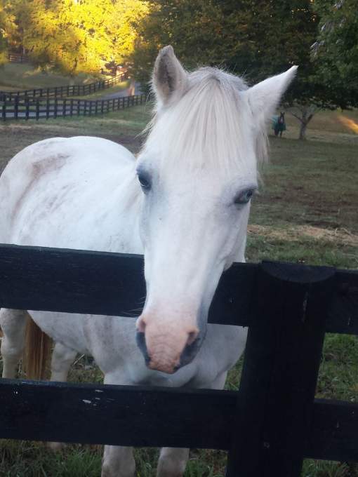 Brentsville Stables