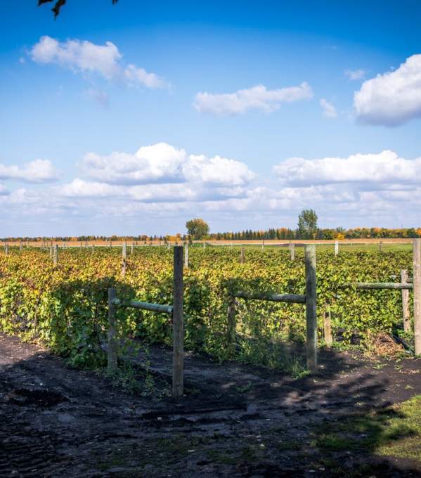 Guide to local wineries near Fargo